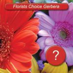 florist kogarah